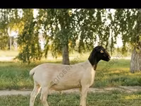 Bélier, Edilbay sheep — photo 6