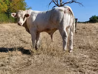 Bou, Charolais cattle — foto 8