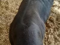Bou, Rasa vacă — foto 3