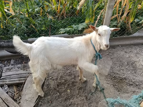 बकरा, बकरियाँ — मॉल्डोवा