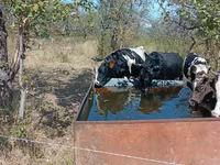 Toro, Ganado vacuno — foto 1