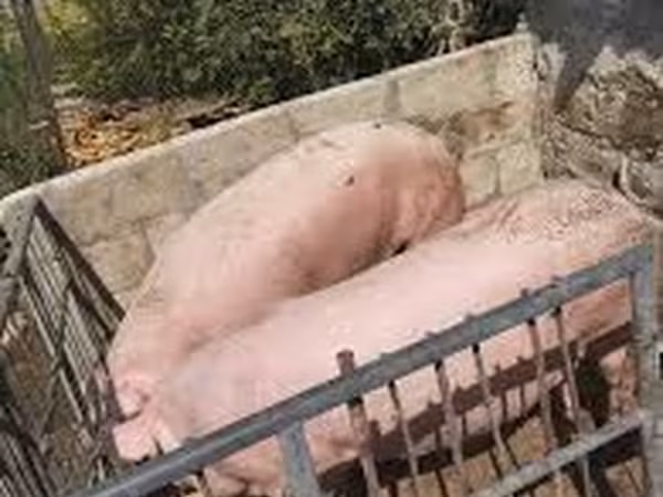 Vier, Porci — Republica Moldova