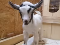 Cabra, Australian Miniature goats — foto 2