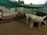 Bélier, Hissar sheep — photo 2