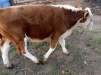 सांड, Swiss cattle — फ़ोटो 7