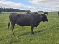 Vacă, Wagyu — foto 2