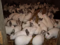 Granule pentru iepuri de calitate superioara.Edineț.facem livrare — 照片 4