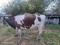 Cow, Holstein breed — photo 4