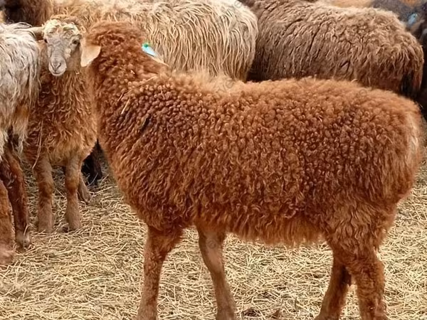 Ram, Edilbay sheep