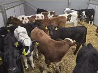 Bou, Bovine — foto 5