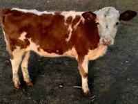 सांड, Swiss cattle — फ़ोटो 5