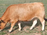 Vacă, Aubrac cattle — foto 4