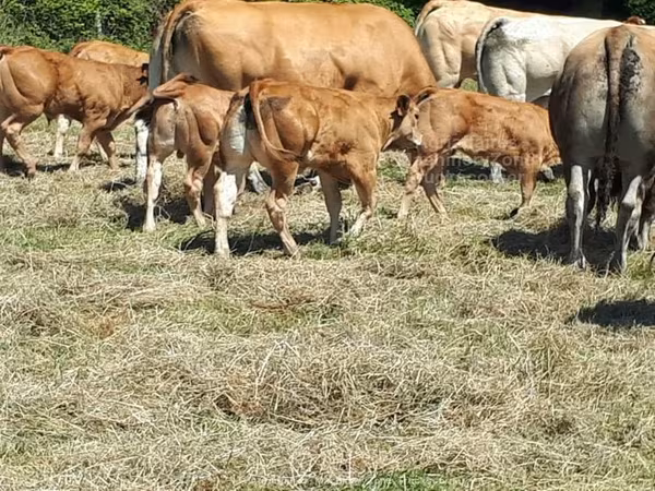 Vaca, Raza de vaca
