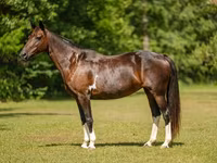 Mare, American paint horse — photo 4