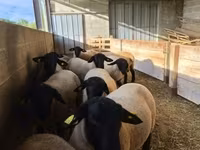 Berbec, White Suffolk sheep — foto 1