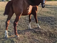 母马, Horses — 照片 2