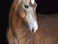 At, Akhal-Teke — foto 1