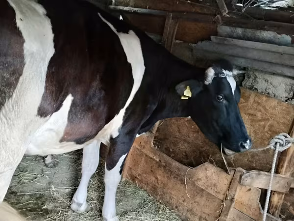 母牛, Holstein breed — 摩尔多瓦