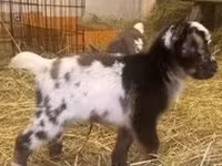 बकरा, Boer goat — फ़ोटो 7