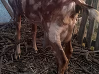 Țap, Nubian Goat — foto 5
