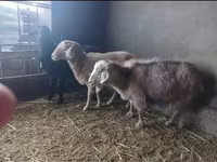 Echki, Alpine goat — 3-rasm