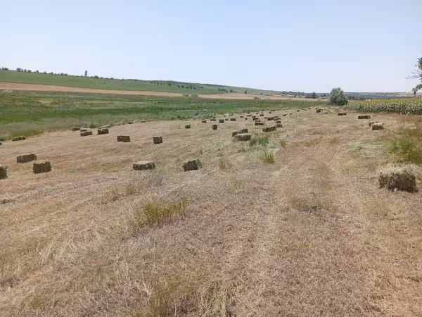 Сено трава разнотравье тюки