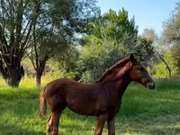 Mare, Skyros Pony — photo 3