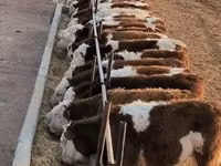 Vacă, Bovine — foto 1