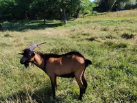 बकरा, Nubian Goat — फ़ोटो 4