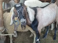كبش, Lacaune sheep — الصورة 3