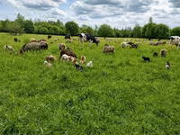 Ram, Sheep — photo 1