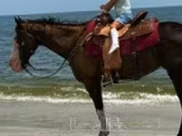 घोड़ी, American paint horse