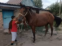 Stute, Thoroughbred horse — Foto 8