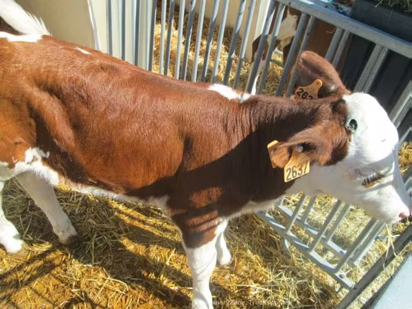 Vaca, Montbéliarde