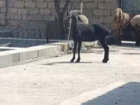 Cabra, Cabras — foto 3