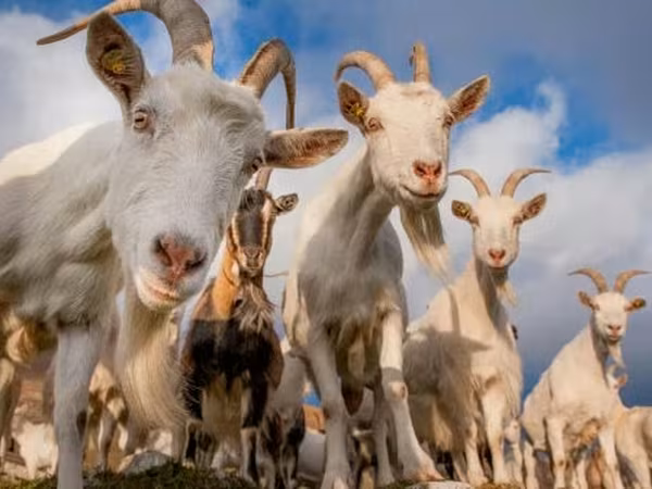 母山羊, Goats — 摩尔多瓦