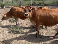 Cow, Jersey breed — photo 2