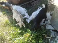 عنزة, الماعز — الصورة 2