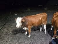 Bull, Swiss cattle — photo 2