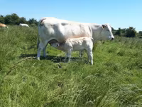 Vacă, Rasa vacă — foto 5