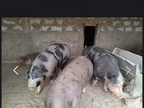 公猪, Pigs — 摩尔多瓦