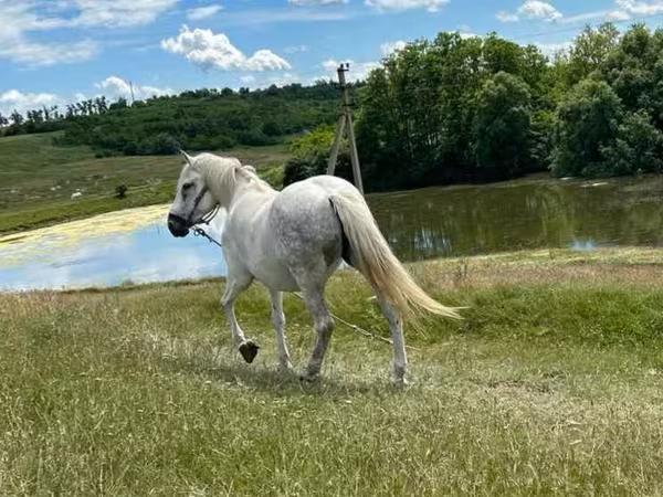 Кобыла, Лошади