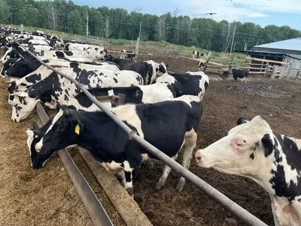 Buğa, Russian Black pied cattle