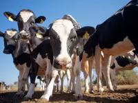 Гранулированный комбикорм для крупного рогатого скота / Nutraț combinat granulat pentru bovine — foto 1