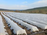 Агроволокно белое укрывное, Agrofibre (Agril) albe de protecția plantelor — Foto 2