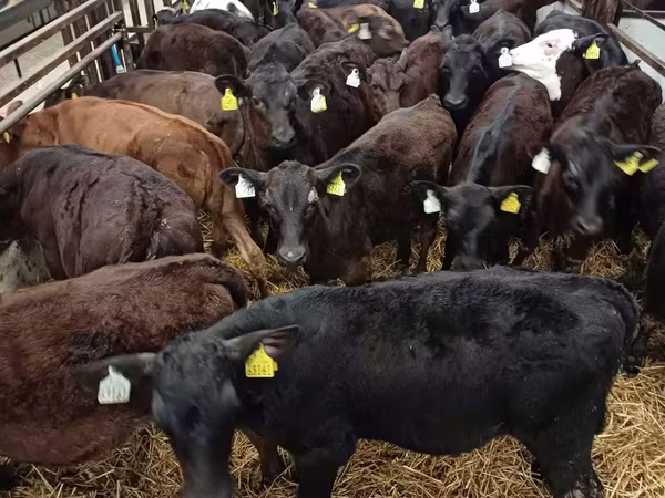 Bou, Bovine