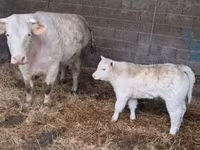 Bulle, Charolais cattle — Foto 5