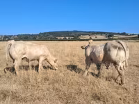 Bou, Rasa vacă — foto 8