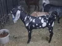 Boucs, Beetal goats — photo 1