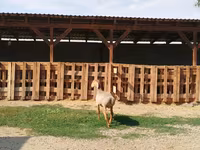 Widder, Edilbay sheep — Foto 4